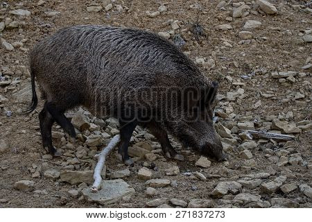 The Wild Boar (sus Scrofa), Also Known As The Wild Swine, Eurasian Wild Pig, Or Simply Wild Pig,is A