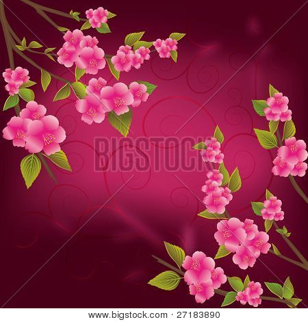 Fundo bonito de Sakura