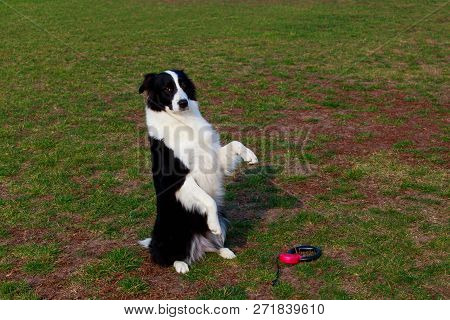 Dog Breed Border Collie Stands On Its Hind Legs