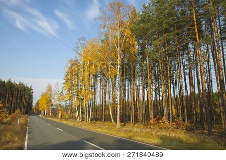 Gold Birch Trees And Pines Illuminated By The Sun. The Road In а Forest. Calm Sunny Day.