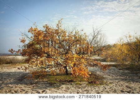 Gold Bush On A Coast Illuminated By The Sun. Sandy Beach And Plants By The Sea. Calm Sunny Day.