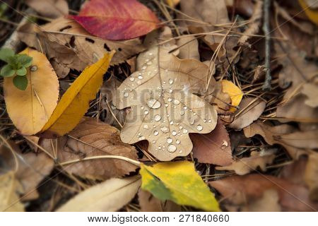Oak Leaf With Water Drops. Multicolored Fallen Leaves And Pine Needles In The Forest. Autumn Backgro