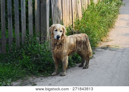 Fun Golden Retriever Dog After Bathing In The Mud.