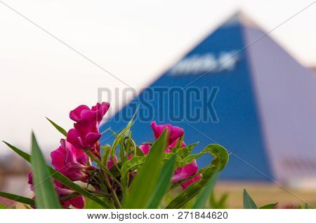 Eilat, Israel - May 13, 2012: Purple Blooming Flowers Close-up With Blue Pyramide Of Imax On Backgro