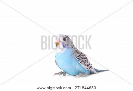 Little Wavy Parrot On White Background. Isolated Budgerigar.