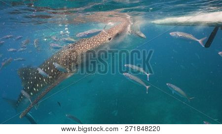 Whale Shark Swimming In The Clear Blue Water. Rhincodon Typus. Whale Shark Underwater. Philippines, 