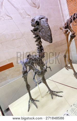 Skeleton Of A Large Flightless Bird On Two Legs With A Beak. Paleontological Museum. Moscow 2018 Dec