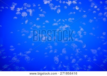 Jellyfish Or Rhizostoma Pulmo Floating In Deep Blue Water