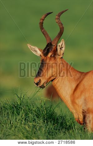 แนวตั้งสีแดง Hartebeest