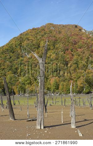 Autumn Colours On The Forested Hillsides Surrounding Laguna Verde In Conguillio National Park In Ara