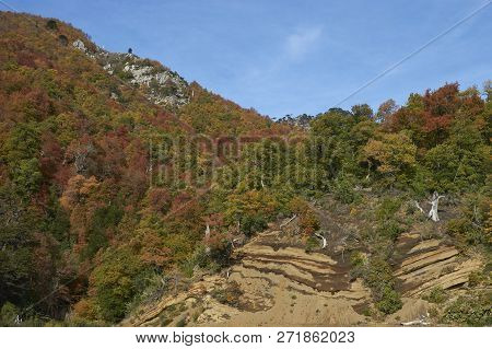 Autumn In Conguillio National Park In Southern Chile. Trees In Autumn Foliage In The Foreground; Eve