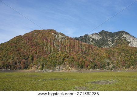 Autumn In Conguillio National Park In Southern Chile. Trees In Autumn Foliage In The Foreground; Eve