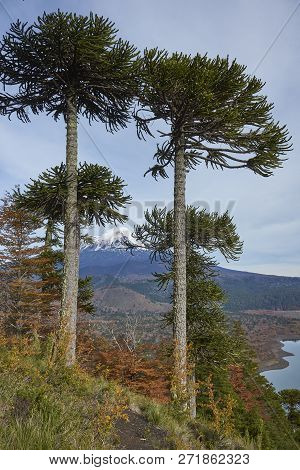 Snow Capped Peak Of Volcano Llaima (3125 Meters) In Conguillio National Park In Southern Chile. Arau