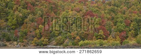 Trees Covered In Colourful Autumn Foliage Rising Out Of The Lava Fields In Conguillio National Park 