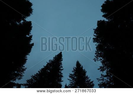 Dark Silhouettes Of High Pines And Spruces From Below Upwards On Background Of Clear Dark Blue Sky W