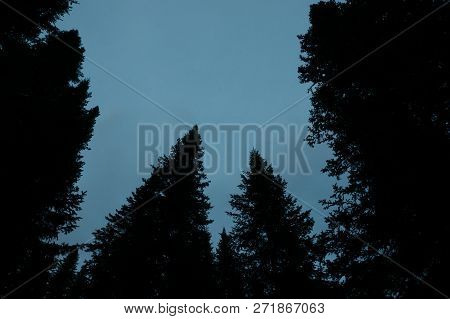 Dark Silhouettes Of High Pines And Spruces From Below Upwards On Background Of Clear Dark Blue Sky W