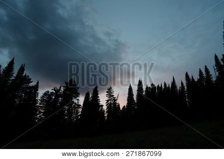 Dark Silhouettes Of High Pines And Spruces From Below Upwards On Background Of Cloudy Sunset Sky Wit