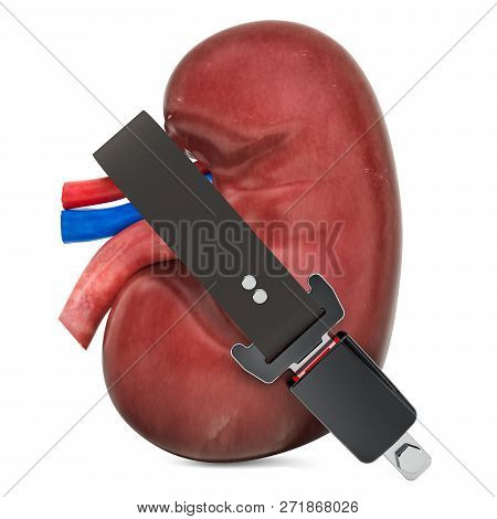 Human Kidney With Safety Belt, Protect Concept. 3d Rendering Isolated On White Background