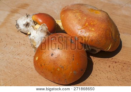 Raw Suillus Slippery Jack Picked Bolete Fungi Mushrooms Closeup On Wooden Board