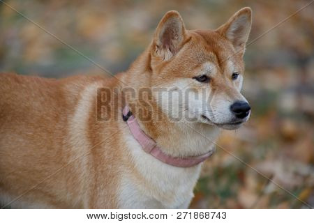 Cute Red Shiba Inu Is Standing In The Autumn Park. Pet Animals.