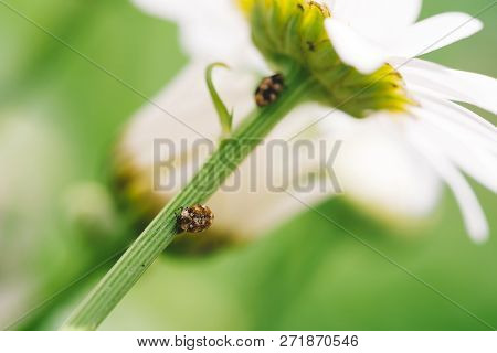 Small Anther Crawls On Stem Of Daisy In Macro. Spotted Brown Beetle On Stalk Of Romantic Flower With