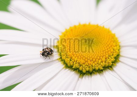 Small Anther Crawls On Big Daisy In Macro. Spotted Brown Beetle On Romantic Flower With Yellow Polle