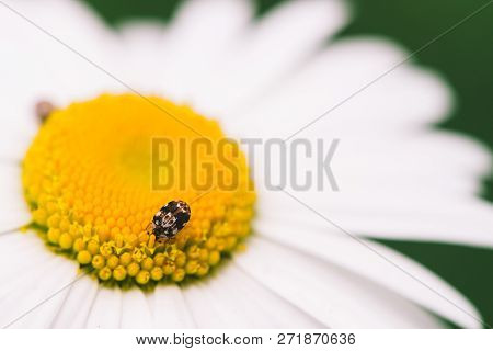 Small Anther Crawls On Big Daisy In Macro. Spotted Brown Beetle On Romantic Flower With Yellow Polle