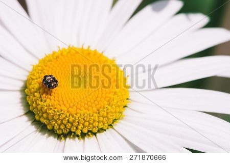 Small Anther Crawls On Big Daisy In Macro. Spotted Brown Beetle On Romantic Flower With Yellow Polle