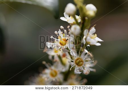 Cherry Laurel Flower (prunus Laurocerasus)