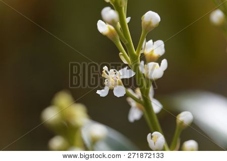 Cherry Laurel Flower (prunus Laurocerasus)