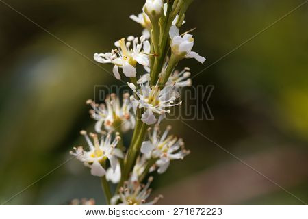Cherry Laurel Flower (prunus Laurocerasus)