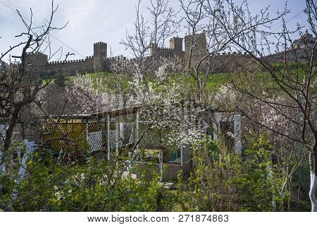 Genoese Fortress In Sudak, Crimea. View Of The Fortress Walls And Towers From The Flowering Orchard.