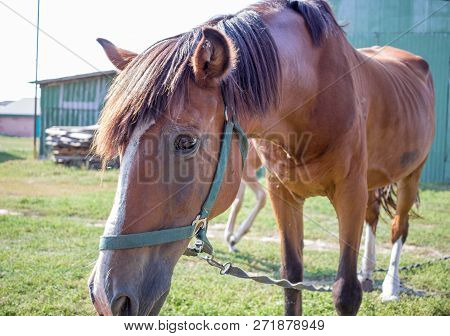 Red Horse Close-up At Farm Countryside