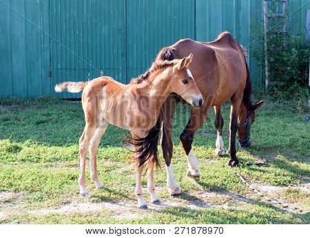 Little Horse Foal And Its Mother Feed At Farm