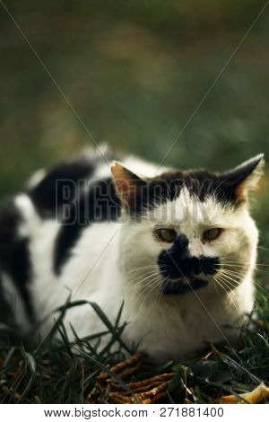 Temperamental Homeless Cross-eyed Squint Spotty Cat Looks At You In On Green Grass