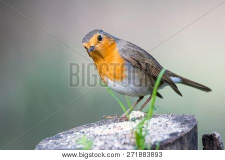 Erithacus Rubecula Or  Robin Perched On A Branch With Copy Space For Text