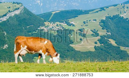 Cow Grazing On Mount Baldo In Malcesine Italy