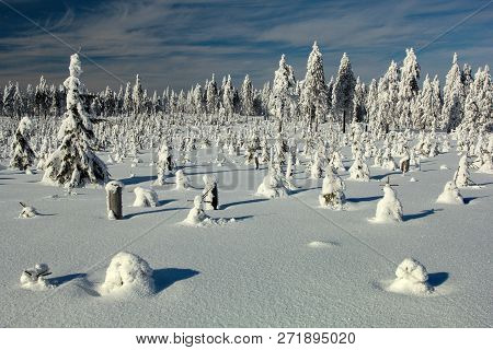 Fairy Winter Landscape With Snow Covered Trees In The Golden Mountains (czech: Rychlebske Hory), Cze