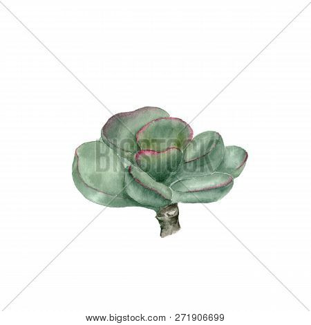 Tropical Plant Adromischus. Botanical Watercolor Illustration Of Succulent On White Background