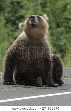 Young Kamchatka Brown Bear Waving Its Head Scaring Mosquitoes, Sits On Side Of Asphalt Road. Blur, W