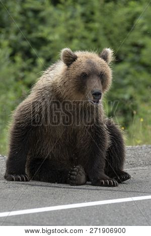Young Hungry Wild Kamchatka Brown Bear Sits On Side Of Asphalt Road. Eurasia, Russian Far East, Kamc