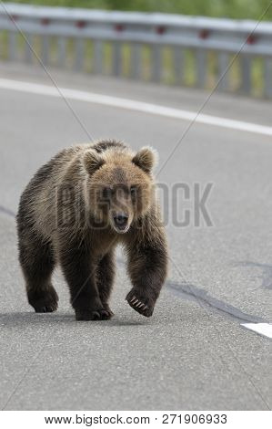 Hungry Wild Kamchatka Brown Bear Walking Along An Asphalt Road And Looks Ahead. Eurasia, Russian Far