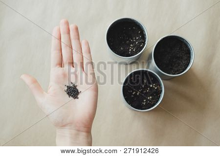 Womans Hand Holding Basil Plant Seeds Over Metallic Pot With Soil, Top View Stock Photo Image