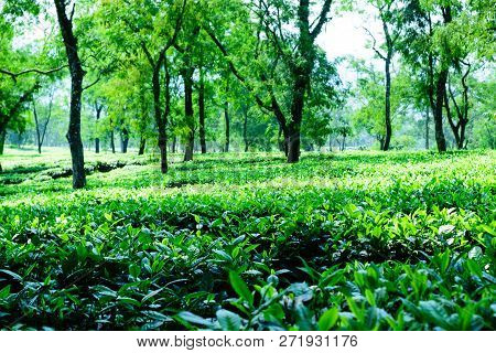 Tea Plantation In Asam India. Landscape Of The Tea Plantations. Tea Plantation With Blue Sky In Morn
