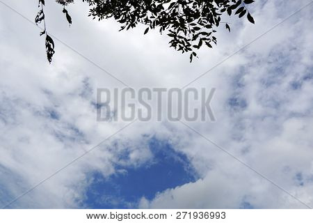 Tree Silhouette On Blue Sky And Cloud Background, Beautiful Nature Blue Sky With Trees, Looking Up B