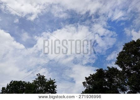 Tree Silhouette On Blue Sky And Cloud Background, Beautiful Nature Blue Sky With Trees, Looking Up B