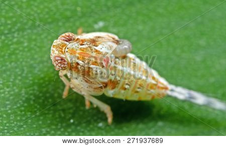 Macro Photography Of Planthopper On Green Leaf