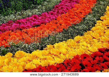 Flowers Arranged In Parallel Arcs At Republic Day Flower Show, Lalbagh, Bengaluru, India, Asia