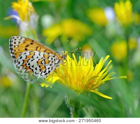 Bright Red Butterfly On A Meadow. Brush-footed Butterflies. Close Up.