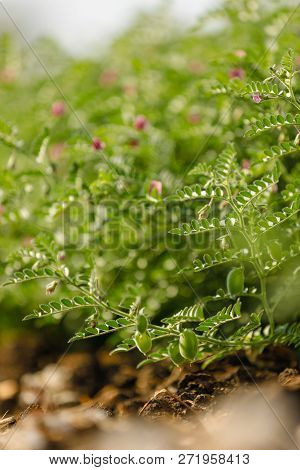 Fresh Green Chickpeas Field , Chick Peas Also Known As Harbara Or Harbhara In Hindi And Cicer Is Sci